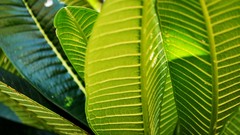 Leaves nature Plants sunlight