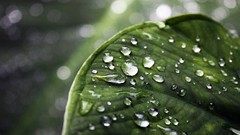Leaves nature Plants water drops