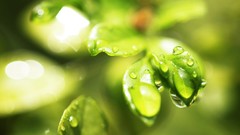 Leaves nature Plants wet