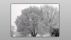 Leaves nature purple digital art