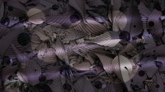 Leaves nature purple Plants