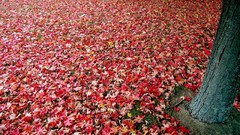 Leaves nature red autumn fallen leaves