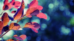 Leaves nature red bokeh