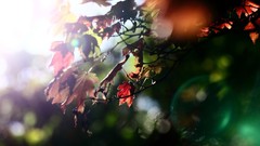 Leaves nature red light artistic