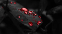 Leaves nature red simple abstract blood minimalistic selective 