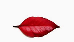 Leaves nature red white lips Simple Background