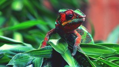 Leaves nature Reptiles chameleons