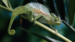 Leaves nature Reptiles chameleons