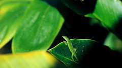 Leaves nature Reptiles lizards