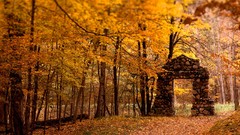 Leaves nature seasons autumn fallen leaves