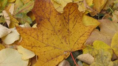 Leaves nature seasons autumn fallen leaves