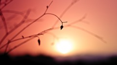 Leaves nature silhouettes blurred background