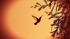 Leaves nature silhouettes monochrome hummingbirds