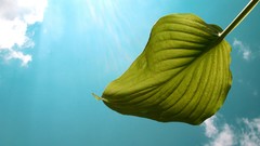 Leaves nature skyscapes