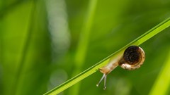 Leaves nature snails molluscs