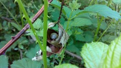 Leaves nature snails spring forests
