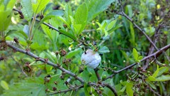 Leaves nature snails spring forests