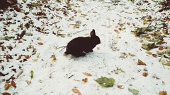 Leaves nature snow Animals Bunnies fallen leaves