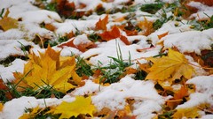 Leaves nature snow autumn HDR Photography fallen leaves