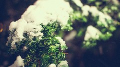 Leaves nature snow December