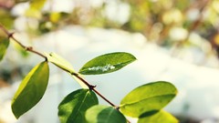 Leaves nature snow winter Green spring