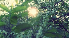 Leaves nature spring