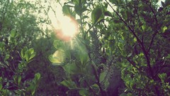 Leaves nature spring