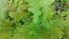 Leaves nature spring forests