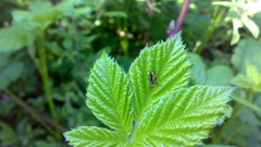 Leaves nature spring insects forests