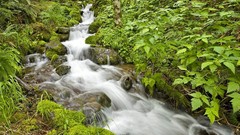 Leaves nature streams
