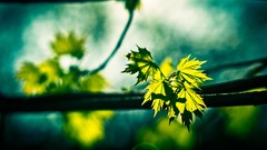 Leaves nature summer Green