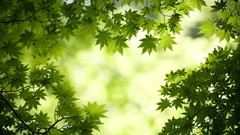 Leaves nature sun branches Green maple-leaf blurred background