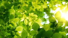 Leaves nature sun Green bokeh sunlight depth of field