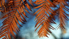 Leaves nature sun summer