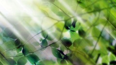 Leaves nature sunlight