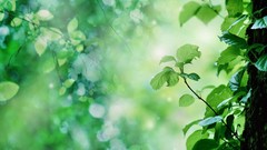 Leaves nature sunlight