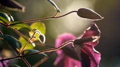 Leaves nature sunlight