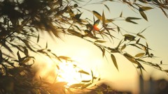 Leaves nature sunlight depth of field