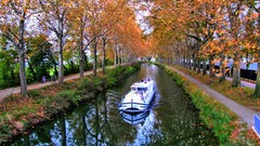 Leaves nature The River