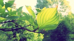 Leaves nature Trees