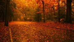 Leaves nature Trees architecture paths fallen leaves