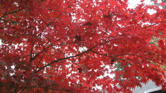 Leaves nature Trees autumn