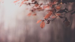 Leaves nature Trees autumn