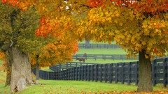 Leaves nature Trees autumn