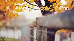 Leaves nature Trees autumn branches fences autumn leaves