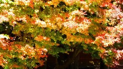 Leaves nature Trees autumn branches maple-leaf sunlight