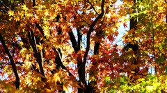 Leaves nature Trees autumn branches maple-leaf sunlight