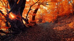 Leaves nature Trees autumn branches sunny paths sunlight autumn 