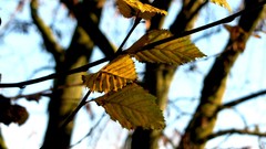 Leaves nature Trees autumn depth of field