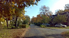 Leaves nature Trees autumn fallen leaves